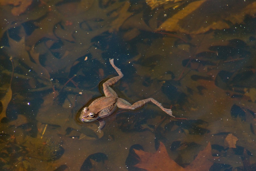 Wood Frog Floating